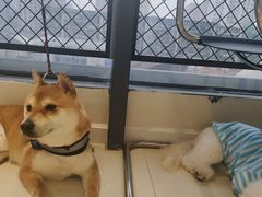 -怪兽屋·羊驼·猫咖·狗咖(俊华广场店)