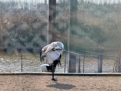 -盐城丹顶鹤湿地生态旅游区