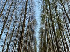 -黄海国家森林公园