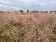 -紫颐香薰山谷景区