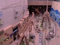 -陕西自然博物馆