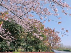 -高东镇樱花园