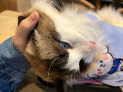-绒爪撸猫下午茶·猫咖