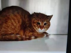 -萌兽医馆·犬猫专科·眼科中心·宠物医院(朝阳门分院)