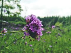 -黄海国家森林公园