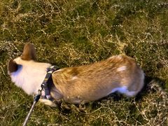-贝康宠物医院·犬猫全科·小动物特色诊疗中心(东环路店)