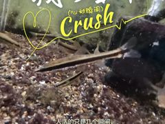-上海大自然野生昆虫馆(东方明珠·爬宠昆虫探索中心)