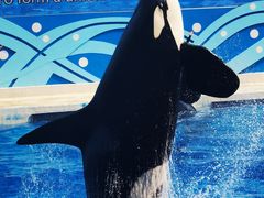 -上海海昌海洋公园