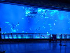 -烟台海昌鲸鲨海洋公园