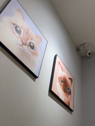 -洗脸猫·洗脸吧