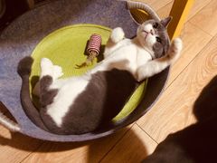 -佳怡动物医院·平价24小时·猫专科骨外科