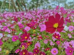 -芒洲湿地公园