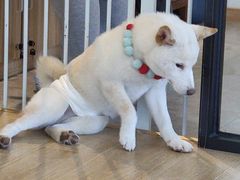 -南京Hallo宠物乐园·哈罗犬舍·柴犬繁育基地