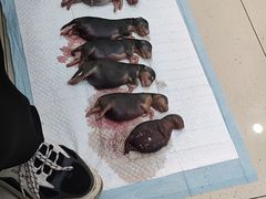 -伟伟宠物医院·CT影像中心·瑞派犬猫综合性门诊(汉口总院)