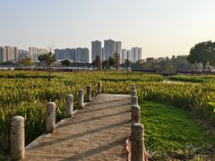 -飞来湖湿地公园