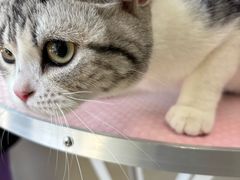 -北京观赏动物医院·24小时大型综合·猫专科·异宠专科