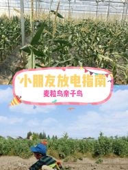 -麦粒鸟亲子游