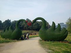 -大塘金香草谷