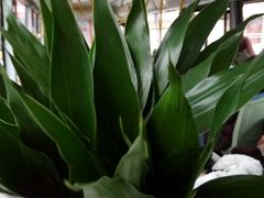 -三圣花乡旅游区