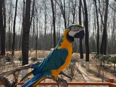 -北京野生动物园