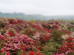 -贵州百里杜鹃风景名胜区