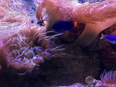 -悉尼海洋生物水族馆