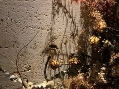 -villaa·别墅·融合菜西餐厅