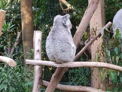 -广州长隆野生动物世界