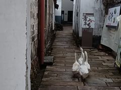 -清漾毛氏文化村