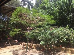 -新加坡飞禽公园