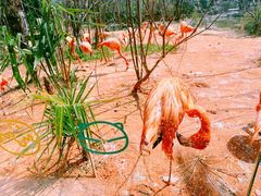 -ZOO COFFEE动物园咖啡(红山森林动物园店)