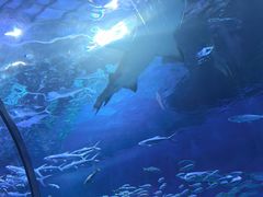 -海合安武汉极地海洋公园