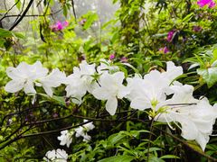 -铁山坪森林公园