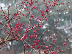 -香雪海