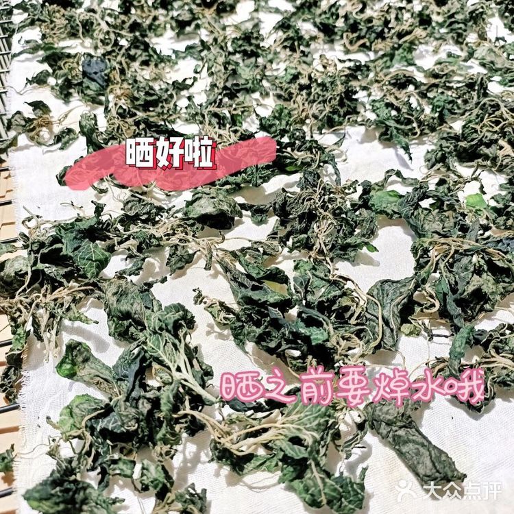 美味野菜之·野苋菜