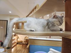 -滚猫咖啡·猫咖·猫友好撸猫(未来城店)