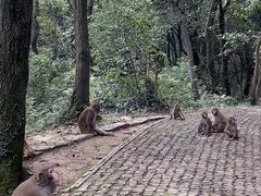 -苏州上方山国家森林公园
