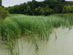 -吴淞炮台湾湿地森林公园烧烤区
