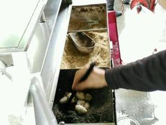 -叶氏麻糍(鼓浪屿店)
