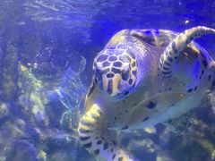 -太平洋海底世界