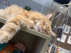 -藏猫猫咖啡主题馆(中央大道店)