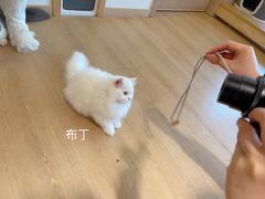 -猫腻·猫咖·撸猫馆(星光大道店)