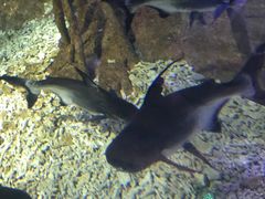 -临沂极地海洋王国