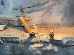 -Zoolung Zoolung动物主题公园(海信广场店)