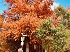 -上海海湾国家森林公园