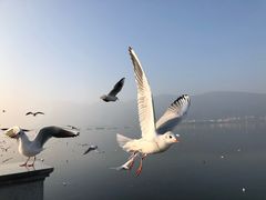 -海埂大坝