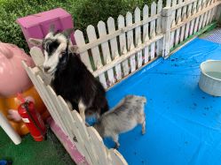 -萌宠亲子动物乐园(槐房万达店)