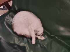 -猫色咖啡·猫咖