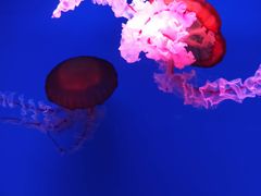 -芜湖新华联大白鲸海洋公园