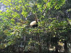景点-成都大熊猫繁育研究基地